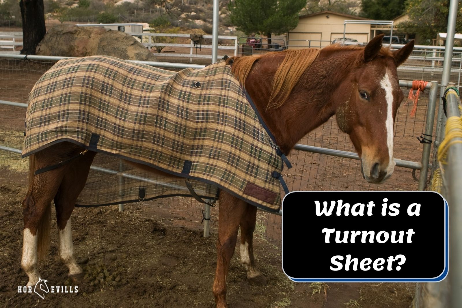 horse wearing a checkered turnout sheet but what is a turnout sheet used for?