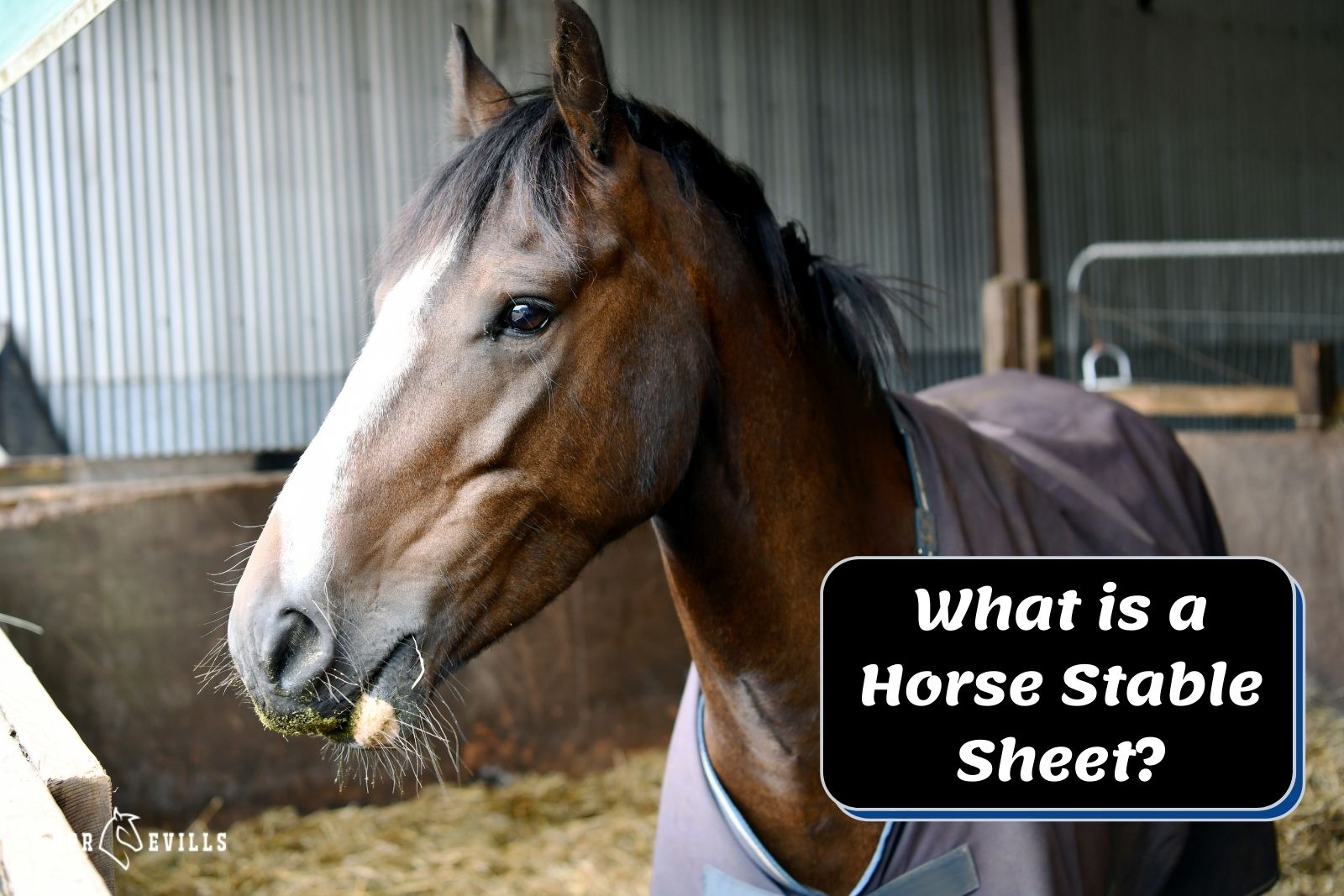 horse wearing a stable sheet but What is a stable sheet for horses used for?