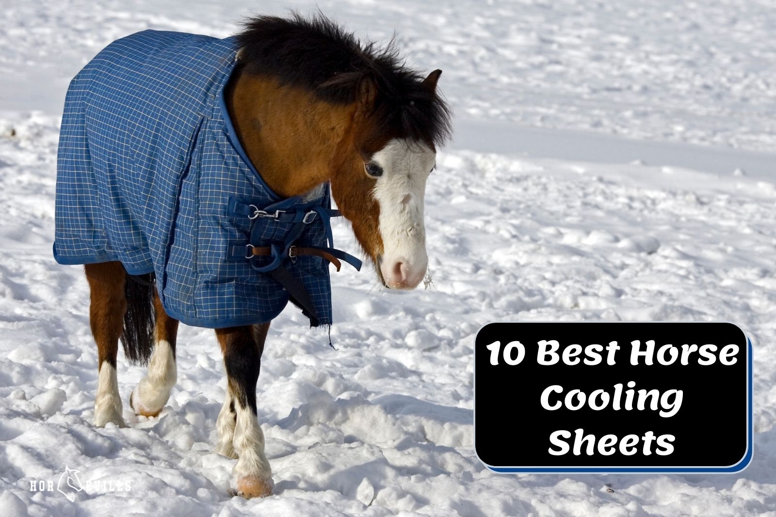 pony wearing a horse cooling sheet