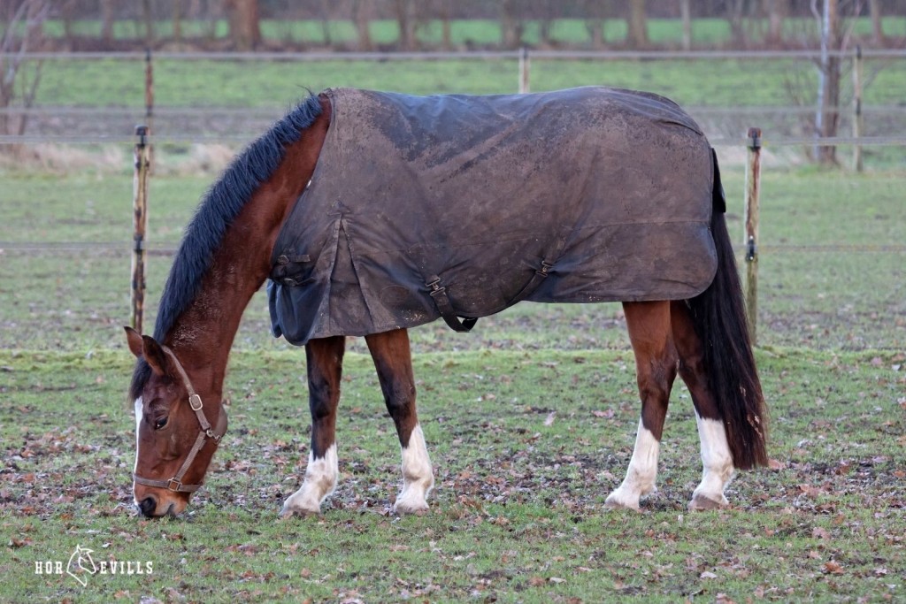 horse wearing a turn out sheet in the rain