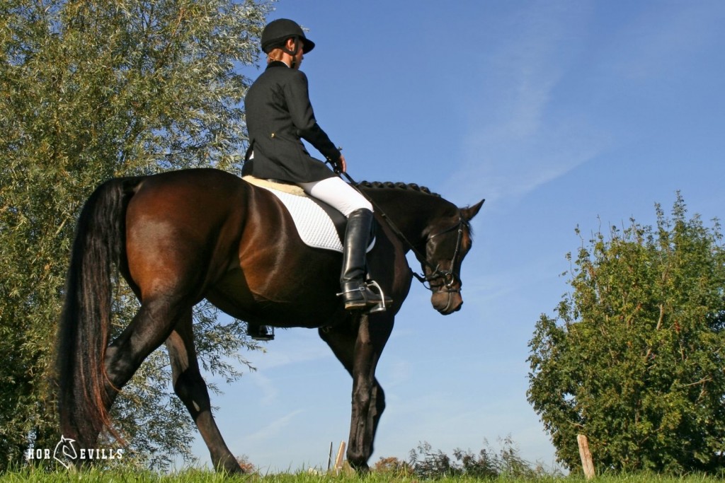 man wearing a horse helmet while riding his stallion