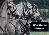 190+ War Horse Name Ideas for Your Stallion or Mare