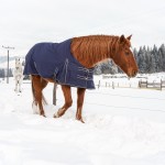 Brown horse walking in snow, covered with a blanket coat to keep warm during winter, wooden ranch fence and trees in background.