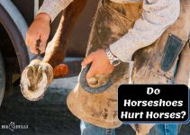 Do Horseshoes Hurt Horses? Is it Cruel or Essential?