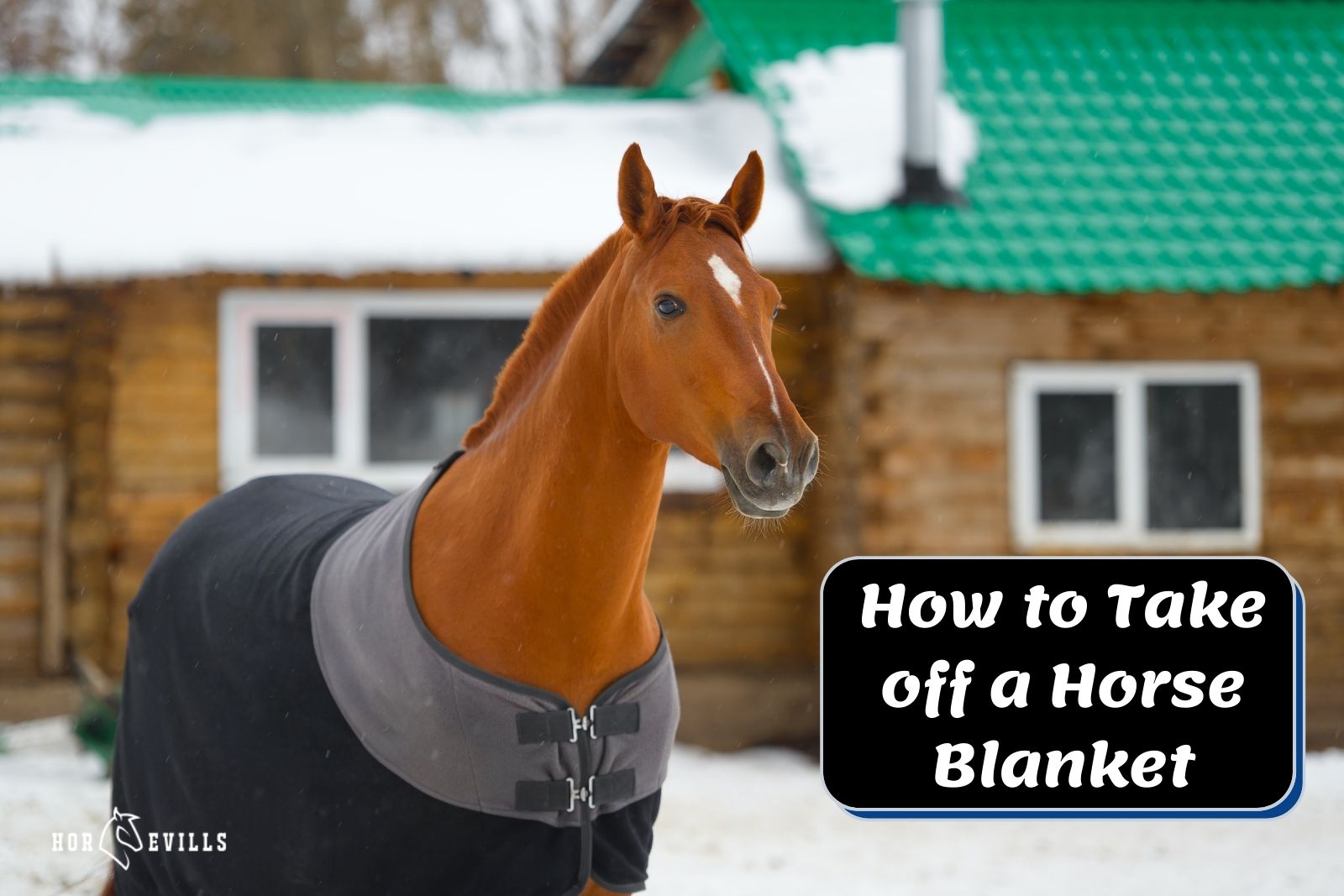 chestnut horse beside "How to Take off a Horse Blanket" text