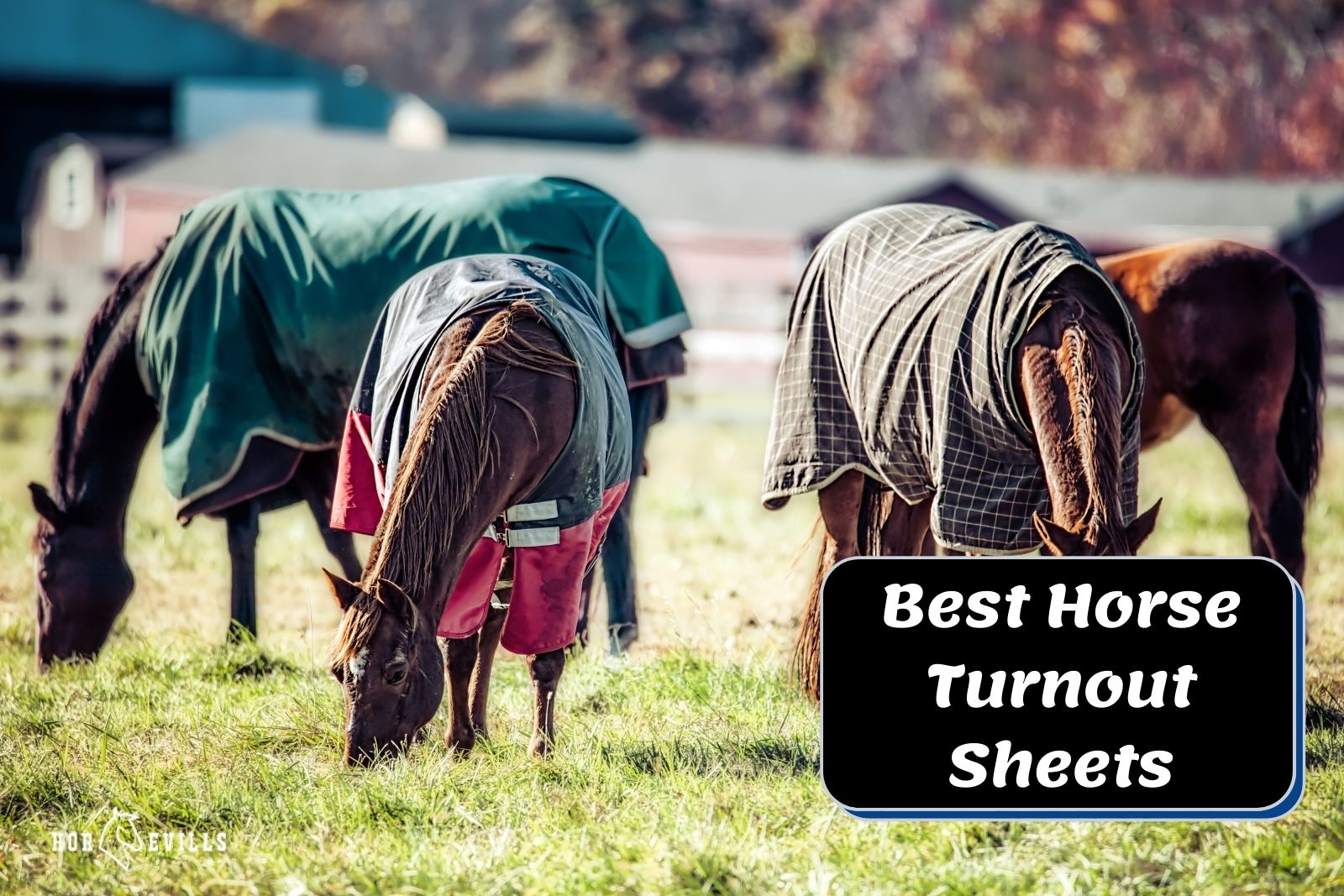 group of horses eating grasses while wearing their best horse turnout sheets