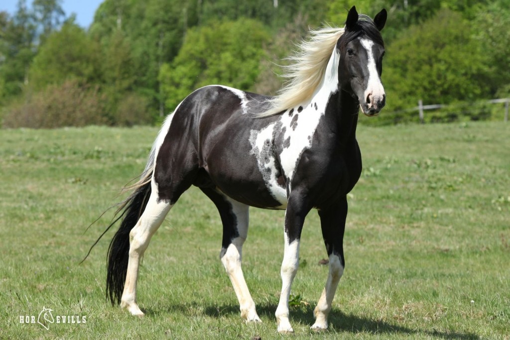 black paint horse