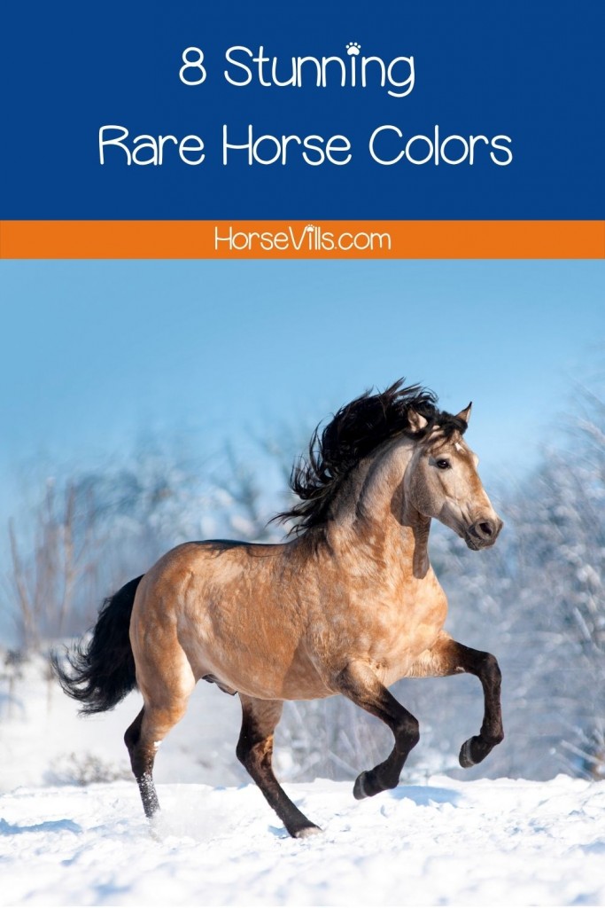 stallion with rare horse colors