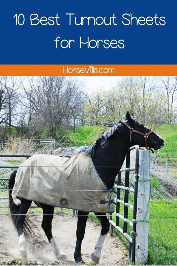 horse with turnout sheet