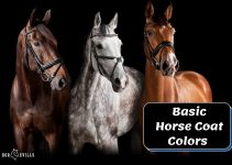 What Are the Basic Horse Coat Colors? (With Pictures)