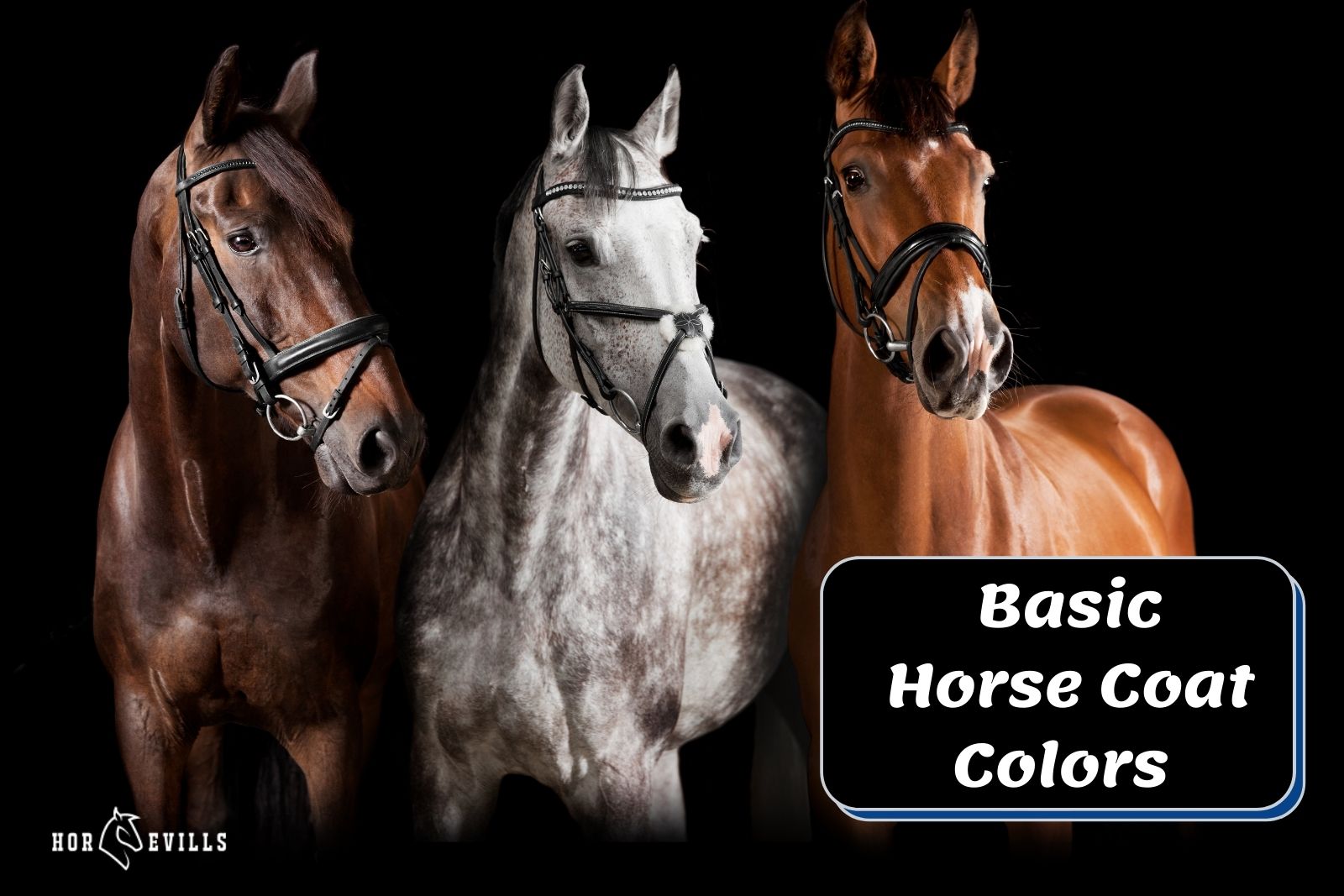 3 stallions showing what are the basic horse coat colors