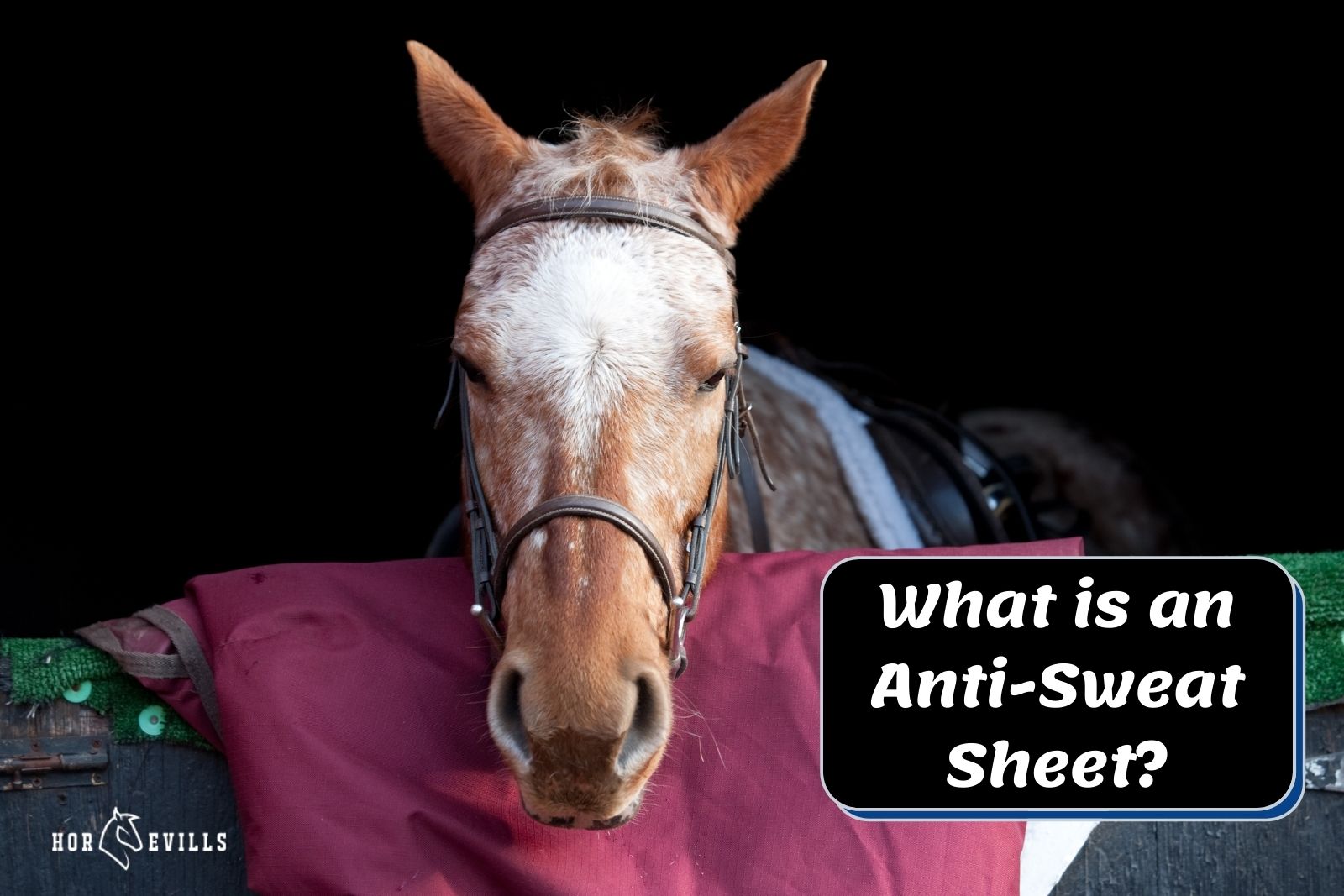 horse and red sheet. so what is an anti sweat sheet?