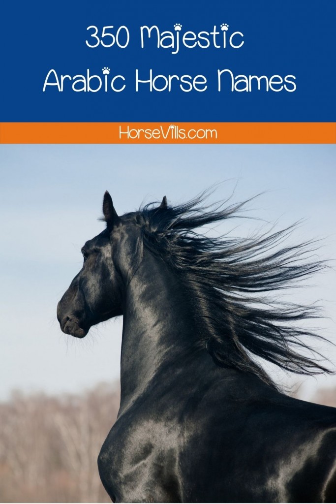 Friesian horse with Arabic Horse Name