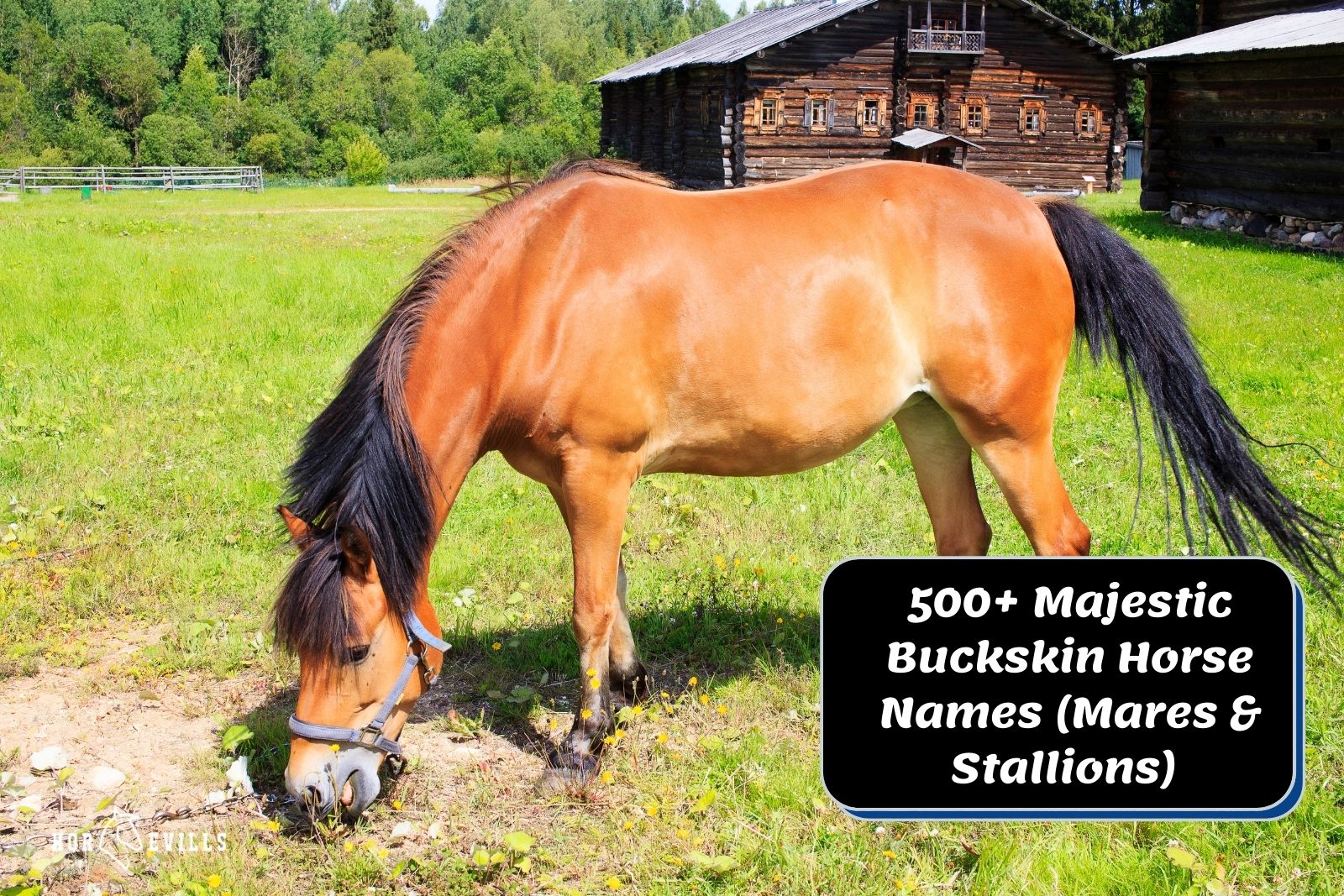 500+ Majestic Buckskin Horse Names (Mares & Stallions)