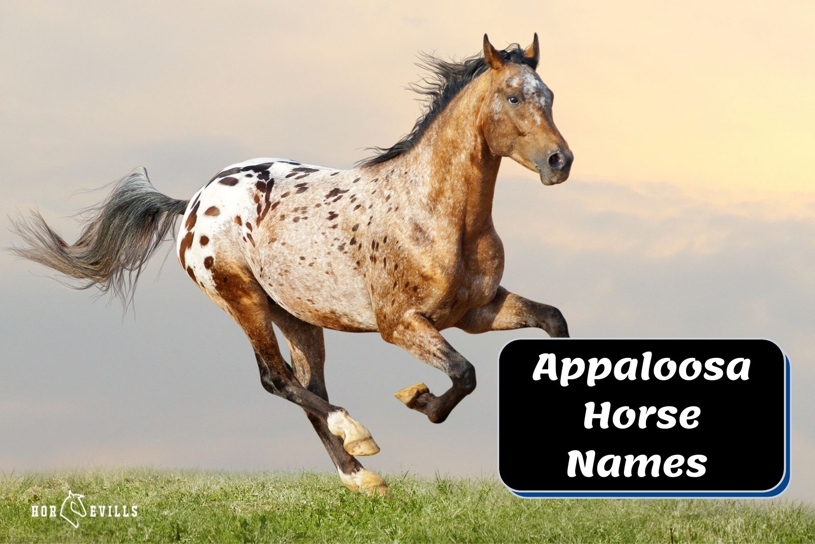 appaloosa stallion beside Appaloosa Horse Names signage