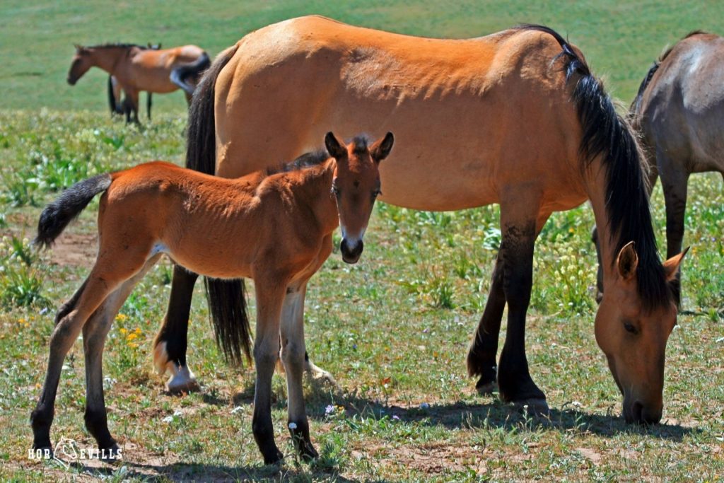A mare and filly feeding under title Majestic Buckskin Horse Names