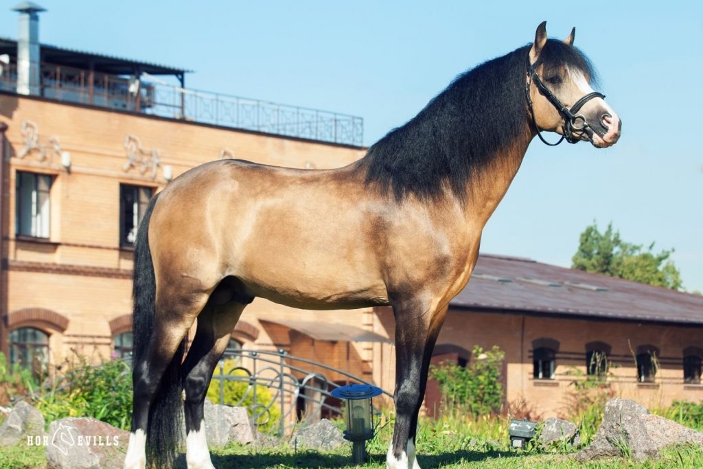 Buckskin stallion standing