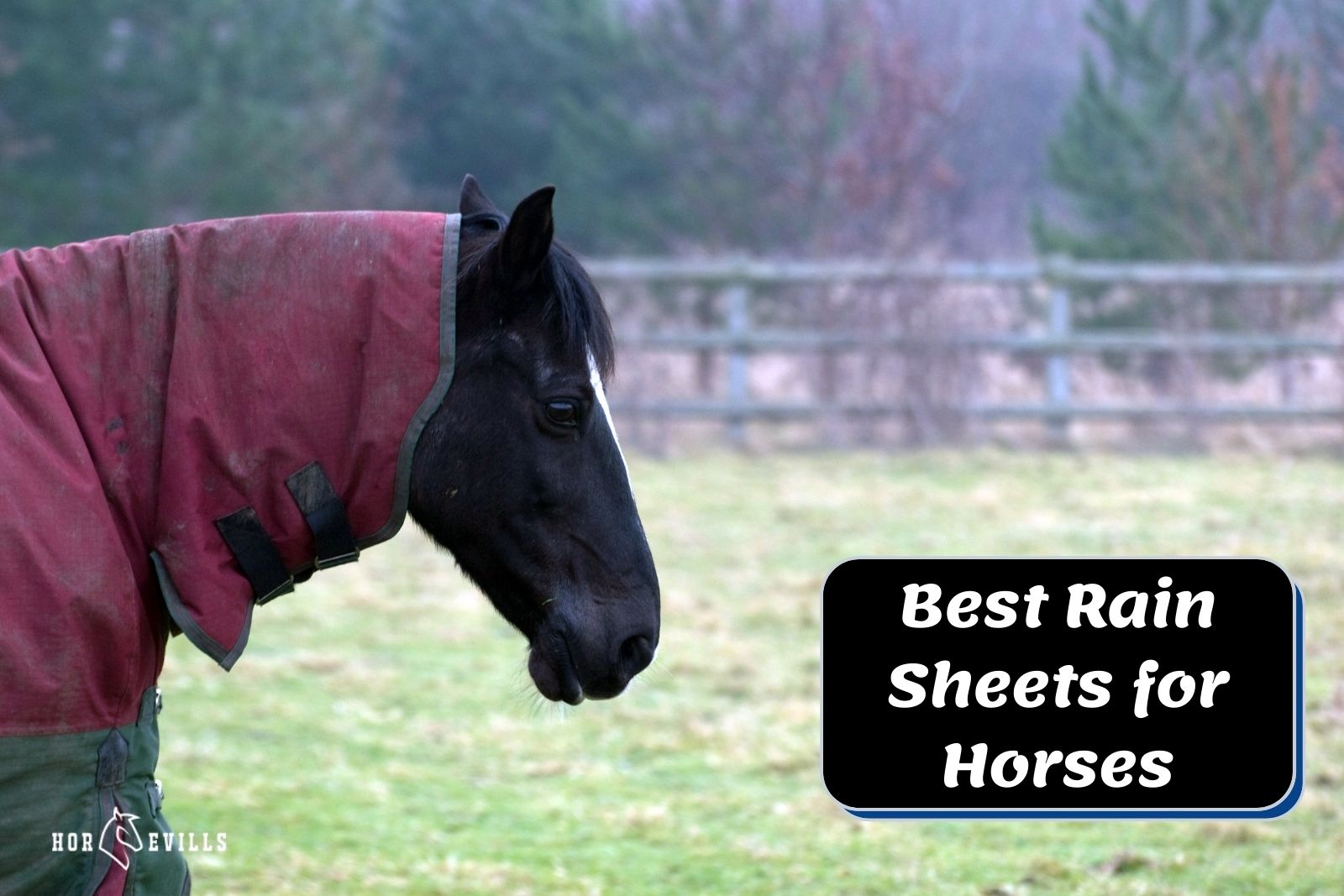 stallion wearing rain sheets for horses