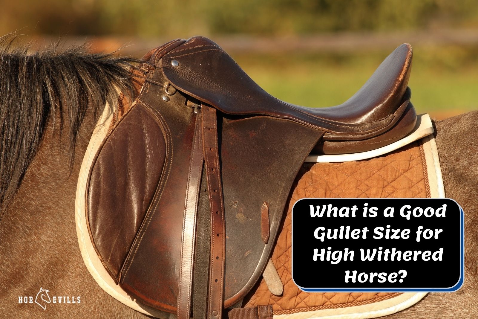 closeup shot of a saddle pad but What is a Good Gullet Size for High Withered Horse?