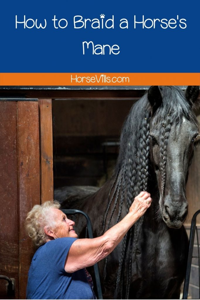 An elderly braiding a black horse's mane