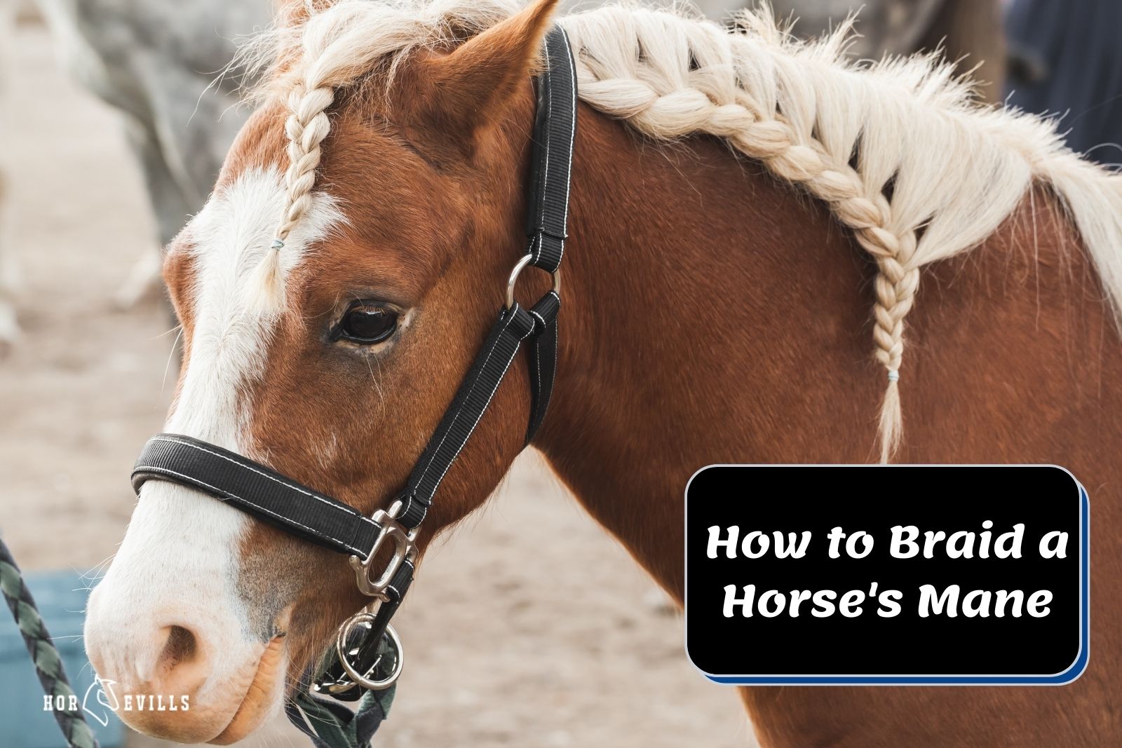 cute braided horse behind "How to braid a horse's mane" poster
