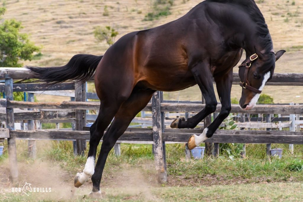 A beautiful stallion jumping
