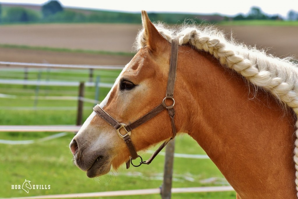 brown horse with braided mane