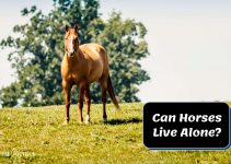 Can Horses Live Alone? (Signs of Loneliness in Your Horse)