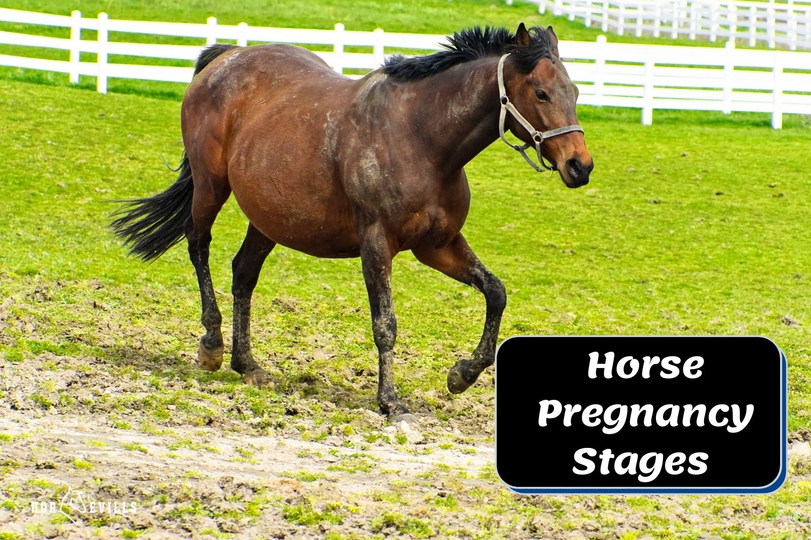 A pregnant horse running in mud