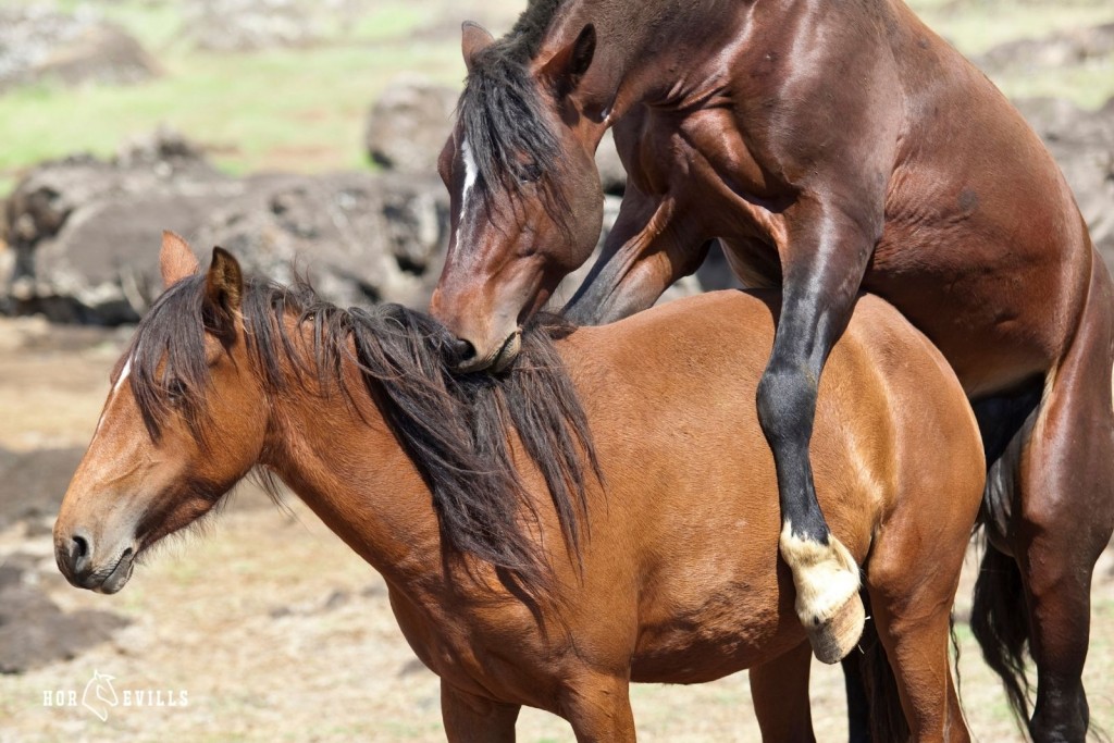 brown horses mating
