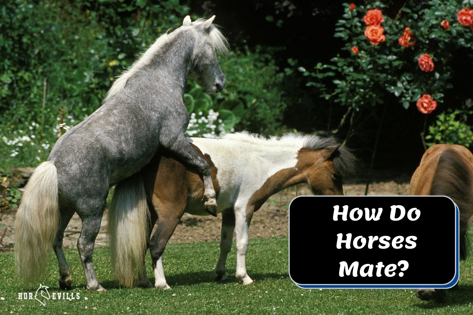 stallion and mare showing how do horses mate