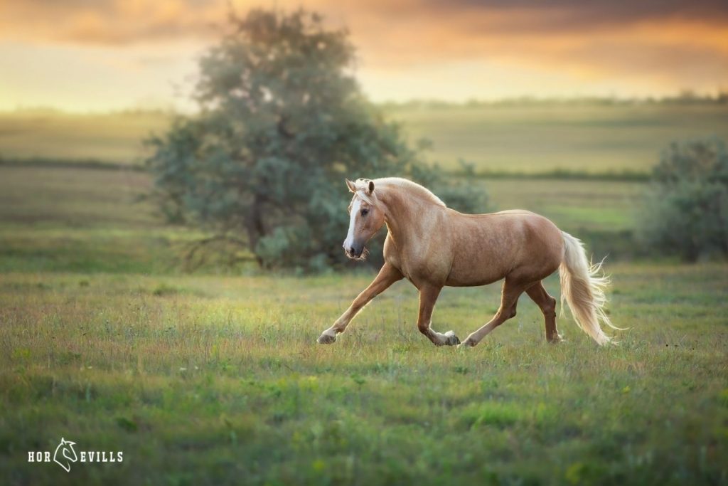 palomino horse running in the sunset under title palomino horse names