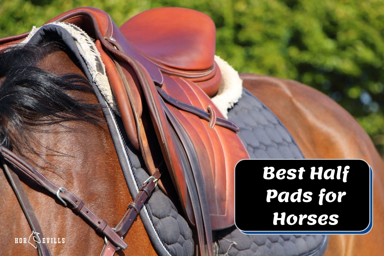 horse wearing the best half pads for horses