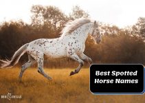 400+ Good Spotted Horse Names (For Stallions and Mares)