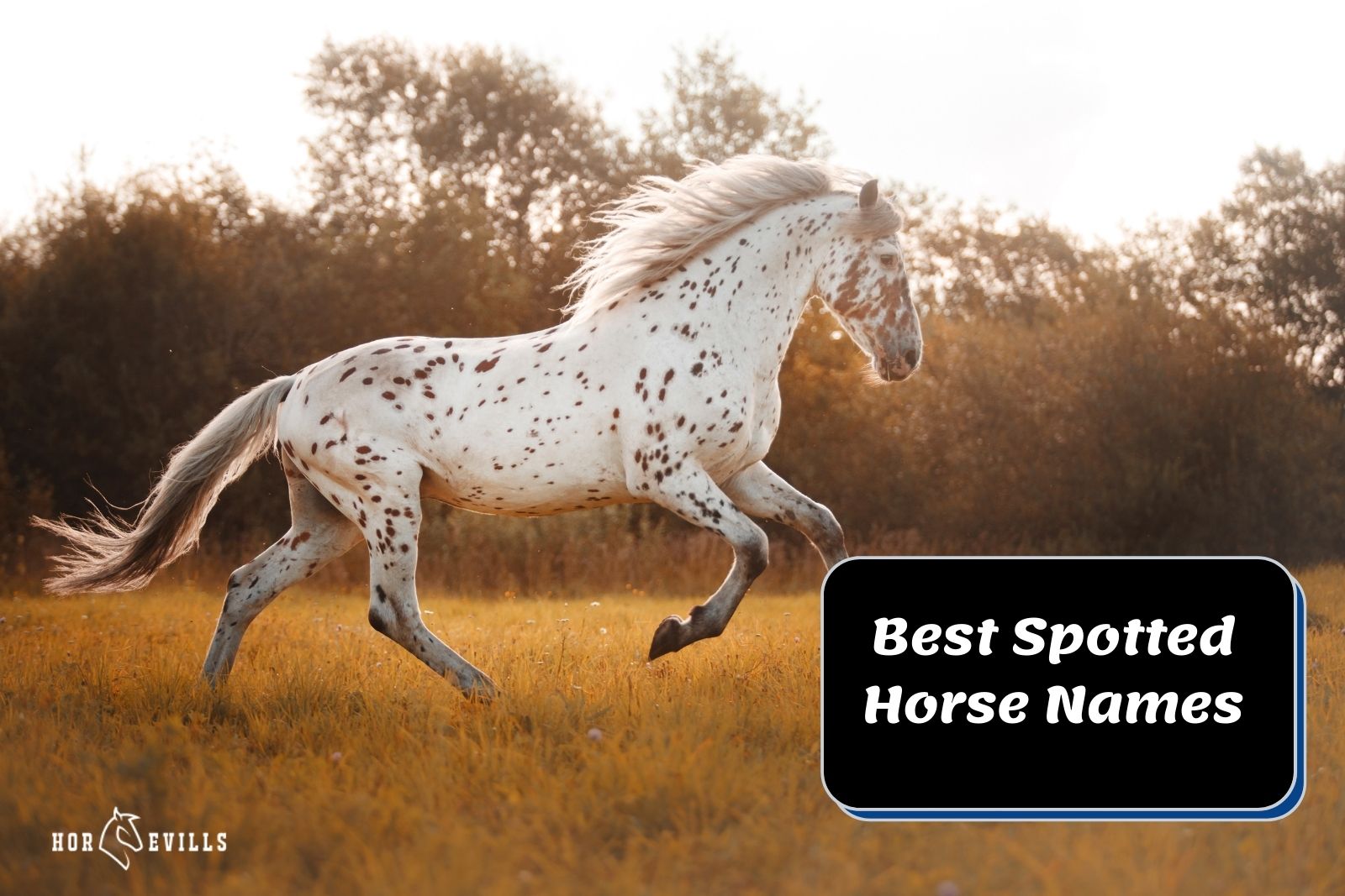 beautiful spotted horse running