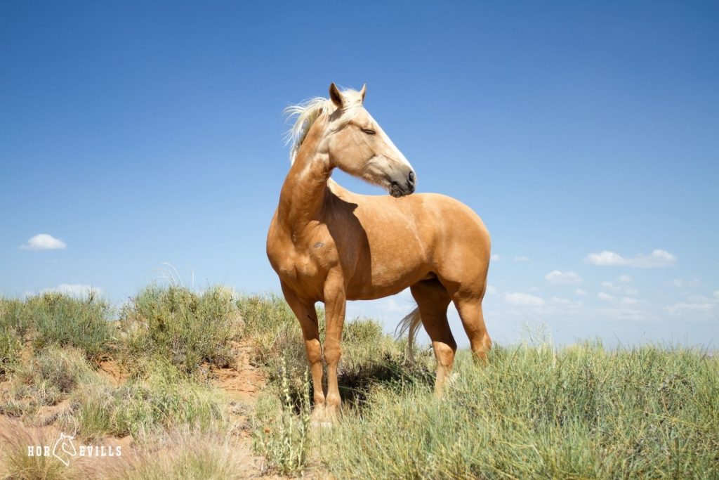 A beautiful mustang horse in an open field