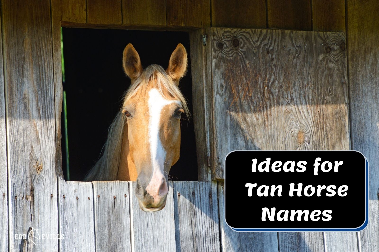 tan horse names