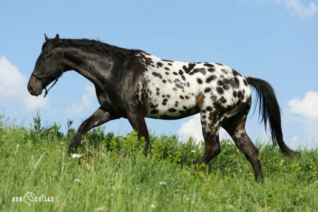 black spotted horse walking in the field