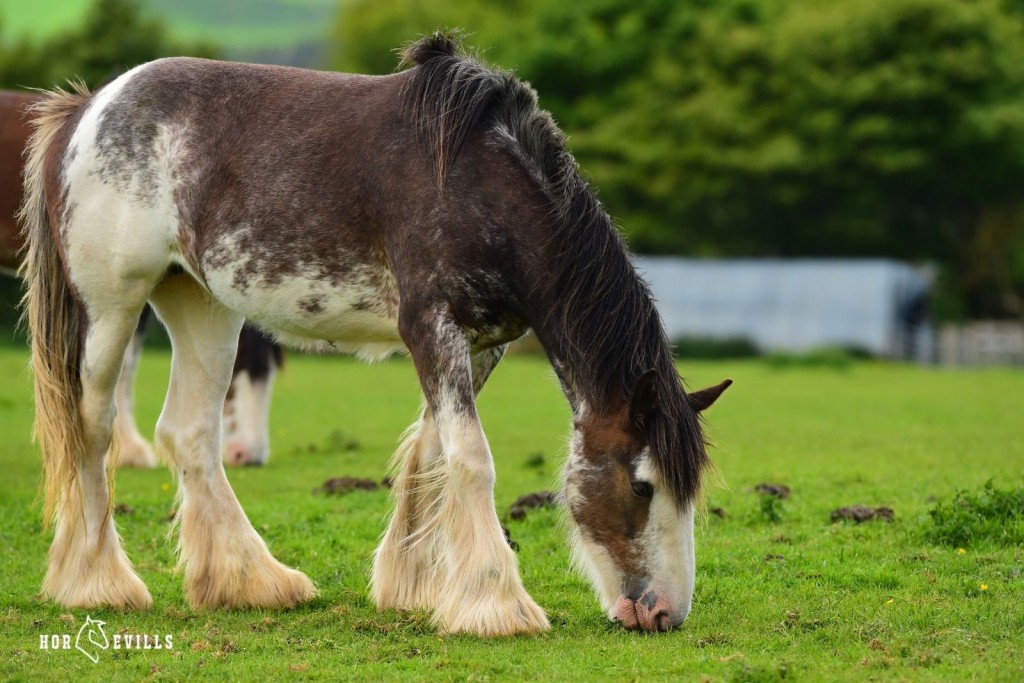 clydesdale horse eating