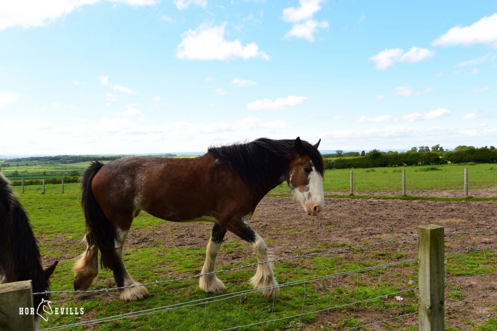 clydesdale horse walking