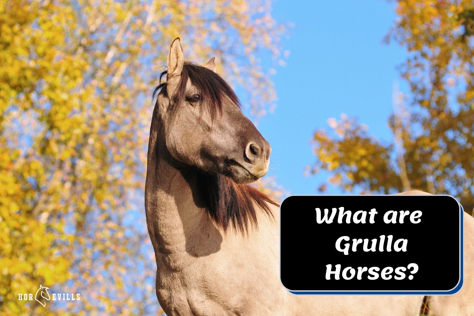 a grulla horse