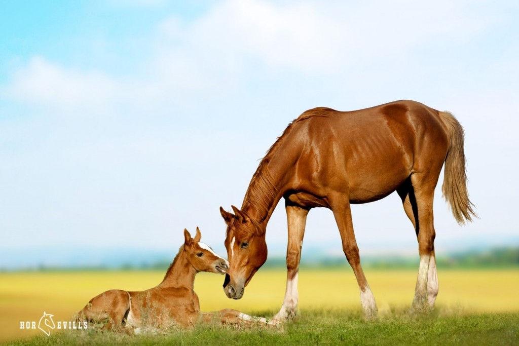 horse mare bonding
