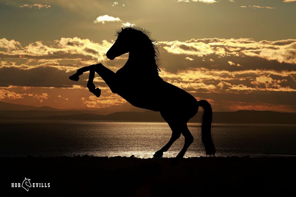 Horse silhoutte under title Quotes For Horse Lovers