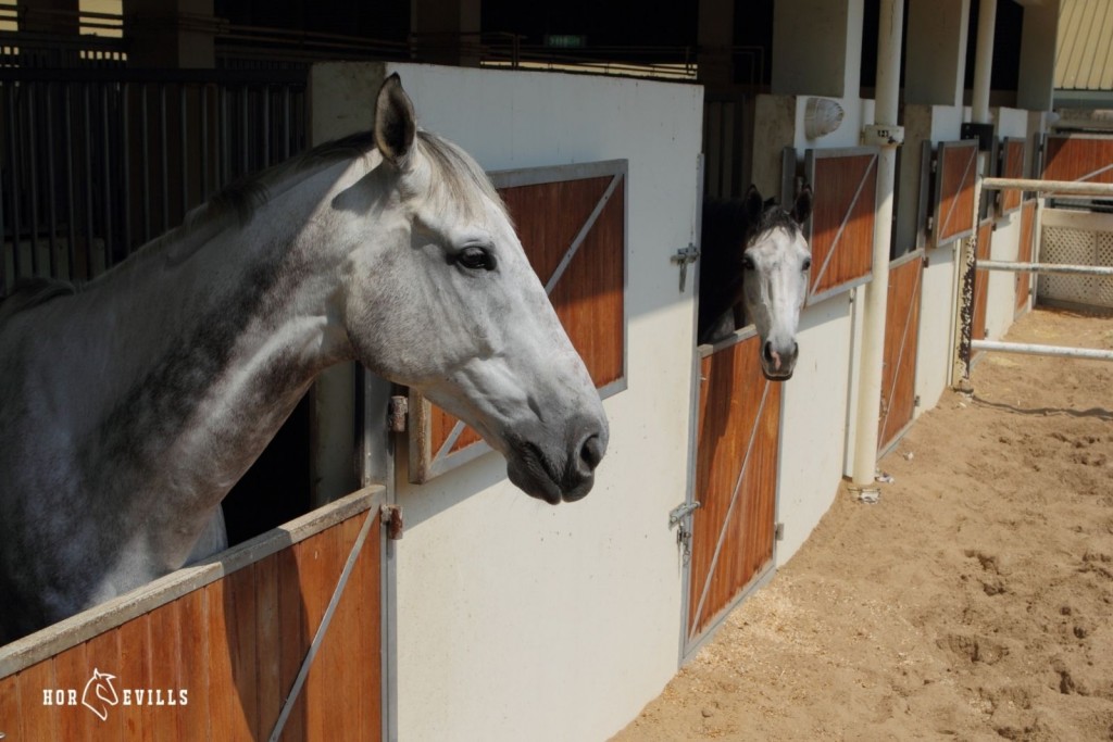 grey horses on the stable