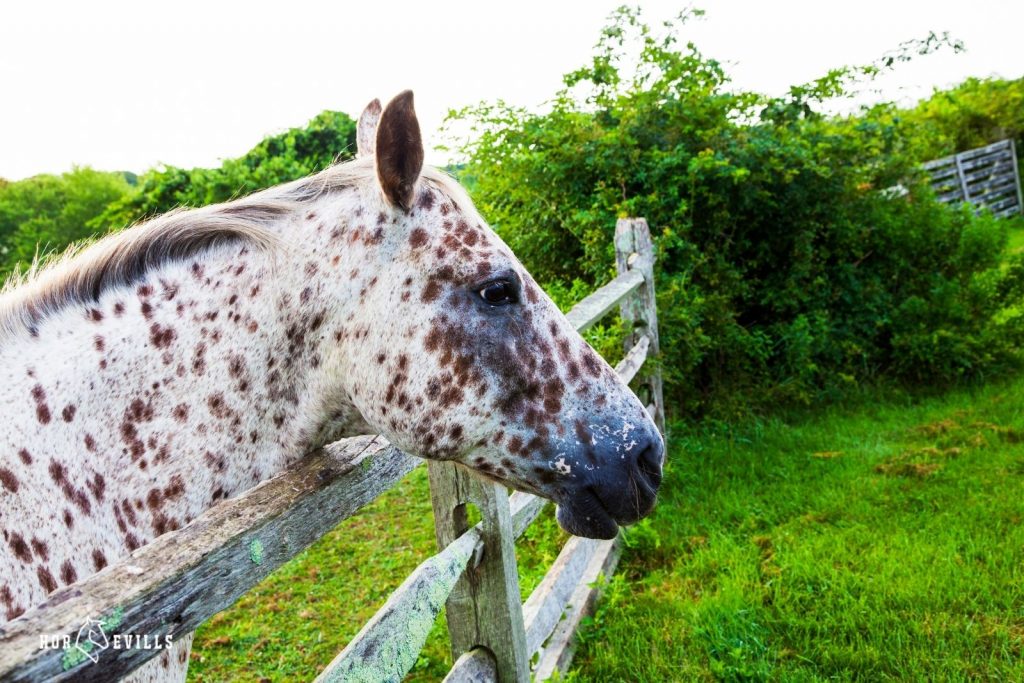 brown spotted horse standing next to a fence