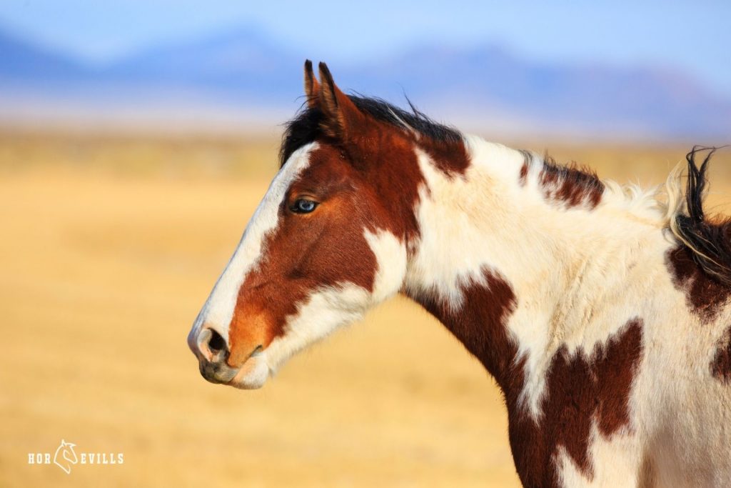 a beautiful brown and white horse under title spotted horse names