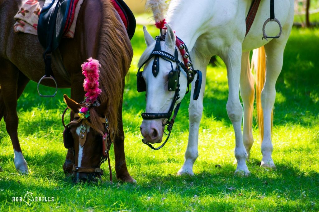 Beautiful horses decorated with flowers under title cherokee horse names