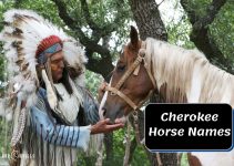 540+ Best Cherokee Horse Names for Your Stallions & Mares