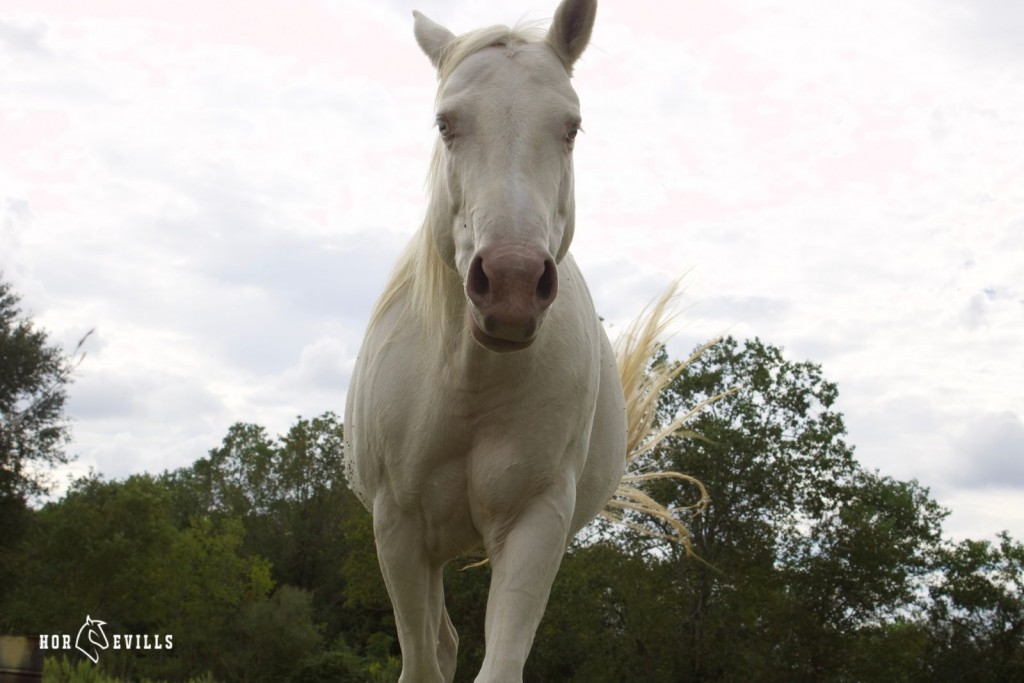 Cremello Horse facing forward