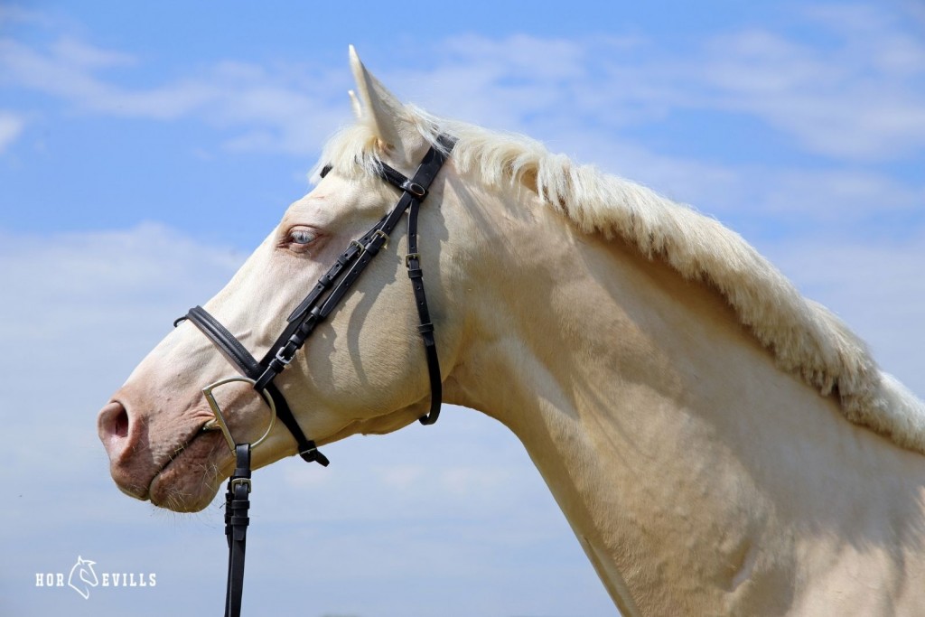 Cremello Horse facing sideward